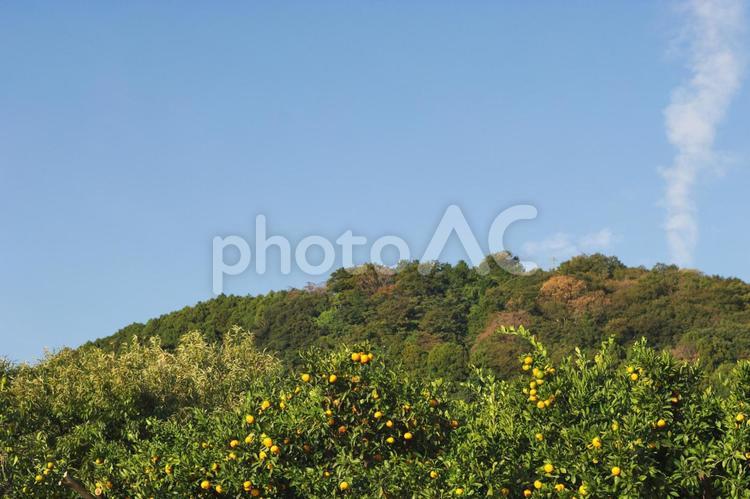 山の上のみかん畑のイメージ 中山間農地,みかん,ミカンの写真素材