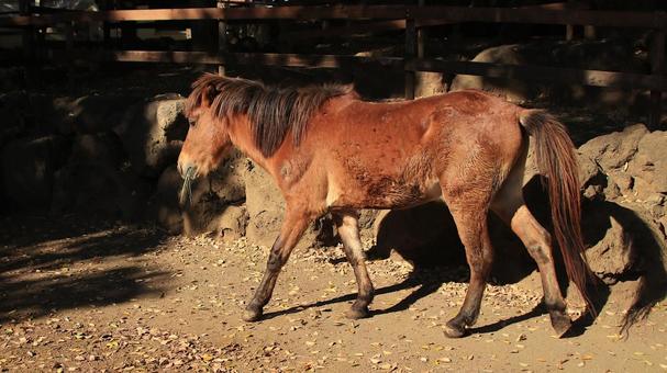 楽寿園の与那国馬 与那国馬,午年,干支の写真素材