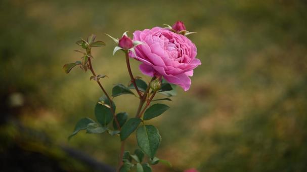 バラ バラ,花,ピンクの写真素材