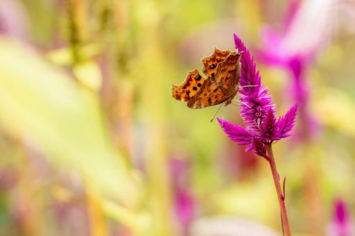 キタテハ(39) キタテハ(39)の写真