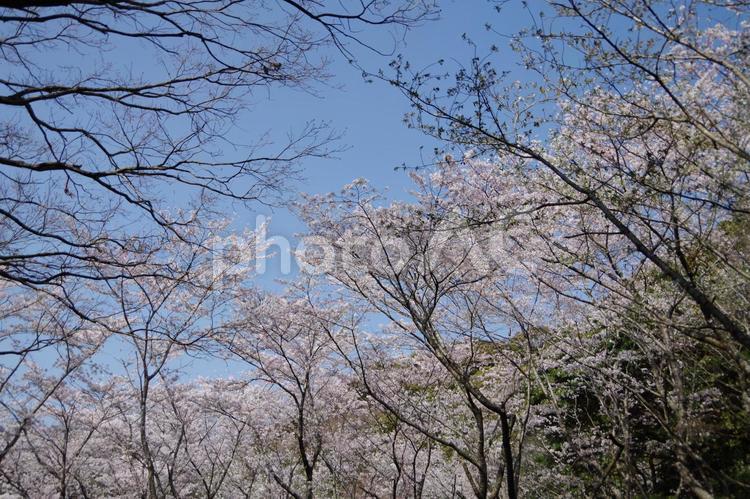 桜並木 桜,さくら,サクラの写真素材