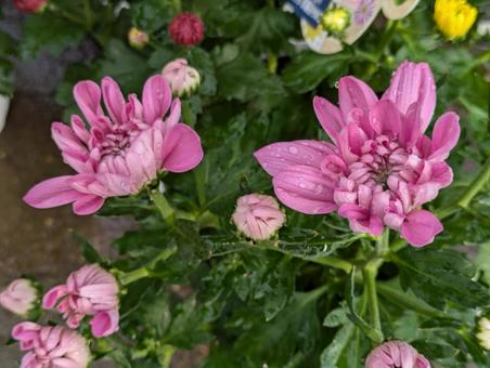 菊の花 菊の花 ポットマム,花,flowerの写真素材