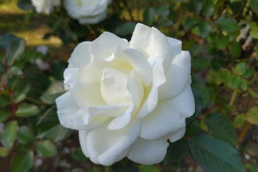 白いバラ 白いバラ 白バラ,白薔薇,京成バラ園の写真素材