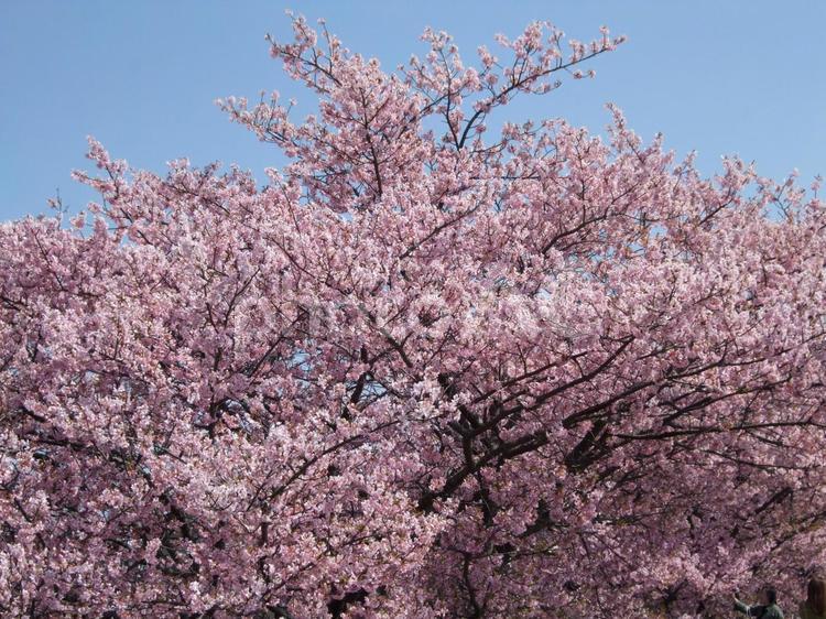 どこから見ても素敵な河津さくらの満開風景 河津桜,桜,さくらばなの写真素材
