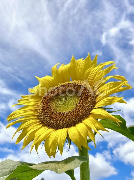 キレイなひまわり　夏空 ひまわり,向日葵,青い空の写真素材