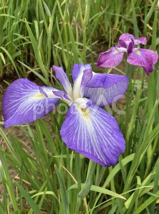 初夏の昼下がりに映えるハナショウブ ハナショウブ,花菖蒲,初夏の写真素材