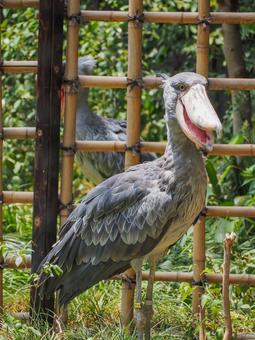 5ページ目 かっこいい動物の写真素材 写真素材なら 写真ac 無料 フリー ダウンロードok