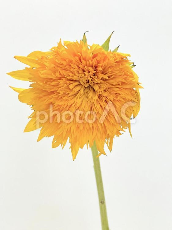 八重咲きのひまわり 花,植物,ひまわりの写真素材