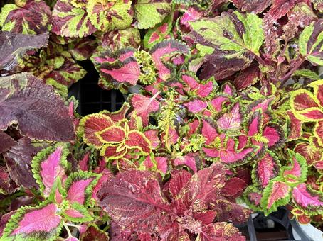 コリウス大苗の写真