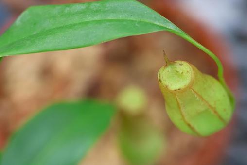 温室のウツボカズラ 温室のウツボカズラ ウツボカズラ,食虫植物,植物の写真素材