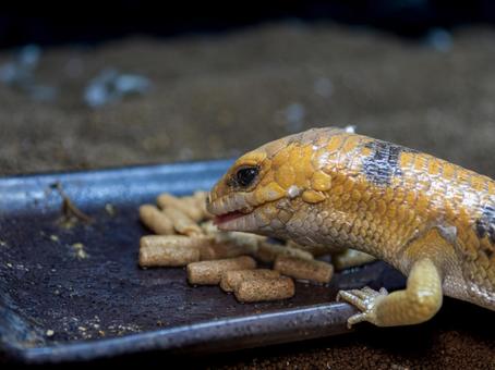 ピーターズバンデッドスキンクのアップの写真