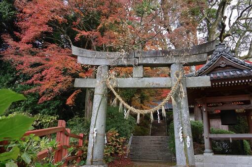 佐賀県基山町「大興善寺」の紅葉 大興善寺,紅葉,佐賀県の写真素材