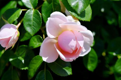 薔薇 ワイルドイブ 薔薇 ワイルドイブ 薔薇,ワイルドイブ,ピンクの写真素材