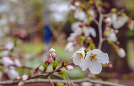 ソメイヨシノ桜ー28 ソメイヨシノ桜ー28の写真