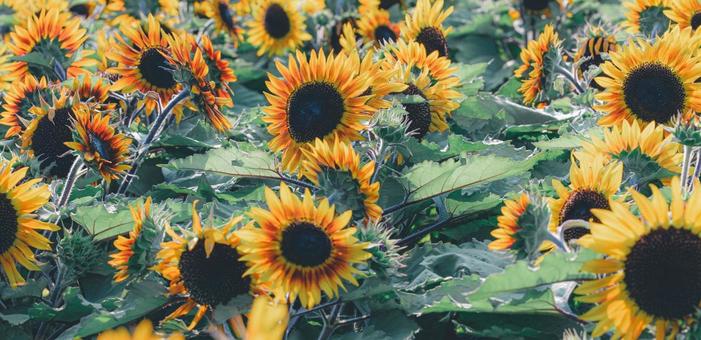 ひまわり ひまわり,花,夏の写真素材