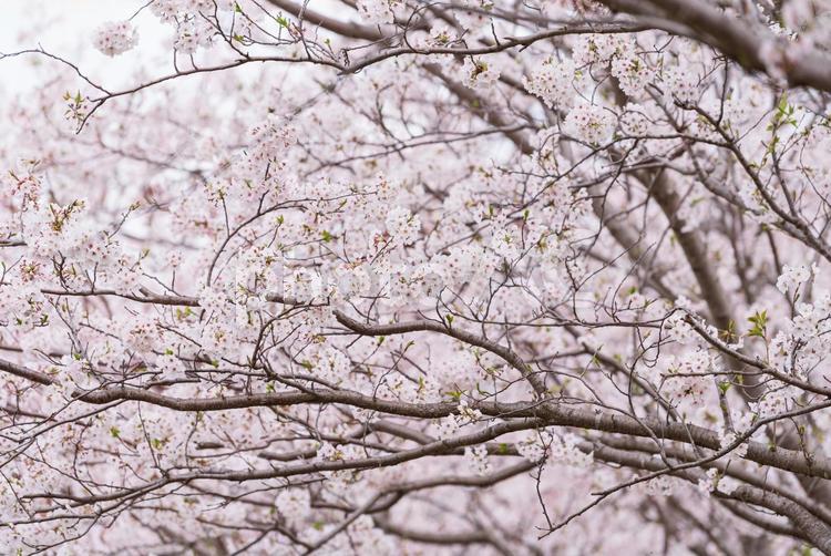 用水路沿いに咲く美しい桜 桜,cherryblossom,木花の写真素材