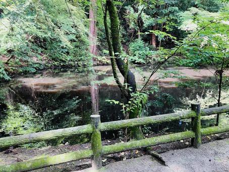 石上神宮 鏡池 石上神宮 鏡池の写真