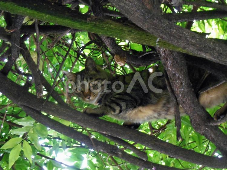 藤棚に登った猫ちゃん 動物,猫,飼い猫の写真素材