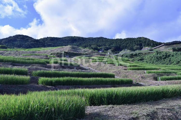 【石川】白米千枚田の風景 白米千枚田,棚田,朝の写真素材