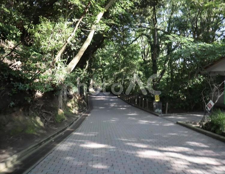 木漏れ日の道 風景,景色,ドライブの写真素材