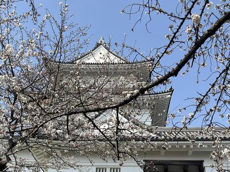 桜に埋もれて訳がわからなくなった小田原城 小田原城,百名城,桜の写真素材