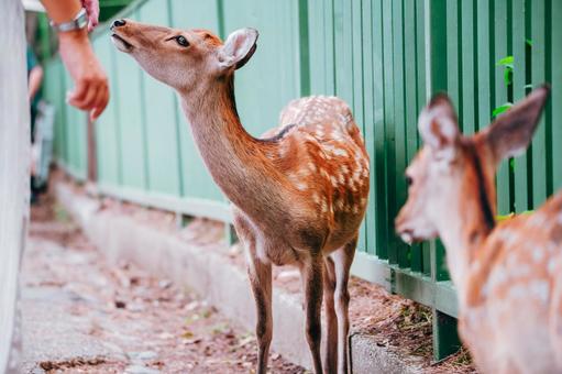 いい時計していますね いい時計していますね 鹿,野生,動物の写真素材