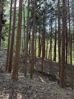 秋の赤松林 赤松林,松林,風景の写真素材