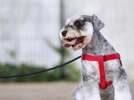 ミニチュアシュナウザーのポートレート ミニチュアシュナウザーのポートレート 犬,ミニチュアシュナウザー,お座りの写真素材