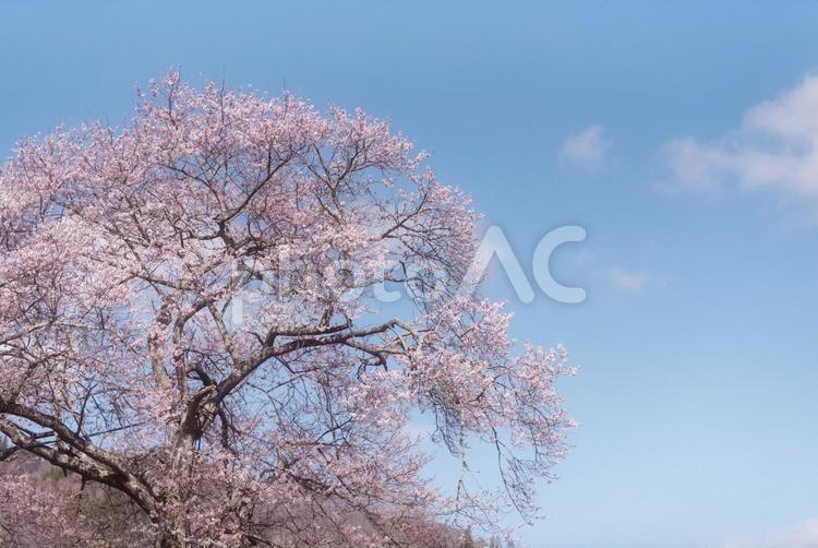 春の青空に彩る咲き始めのピンク色の桜の木 桜,青空,春の写真素材
