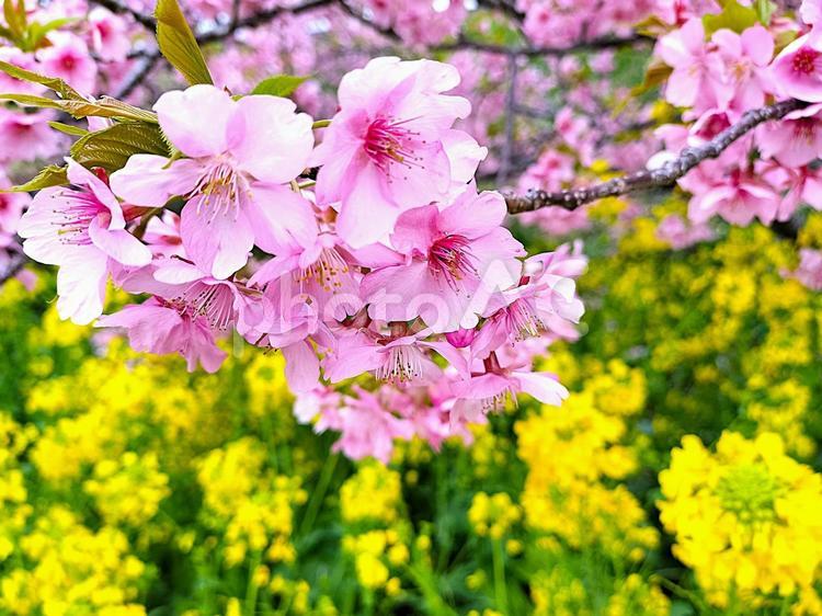 河津桜のアップ　背景は菜の花 河津桜,菜の花,アップの写真素材