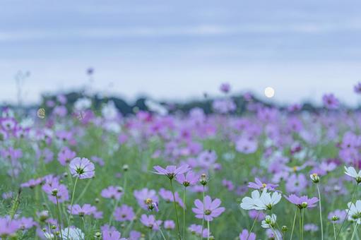 曇りの日の早朝のコスモス畑 曇りの日の早朝のコスモス畑の写真