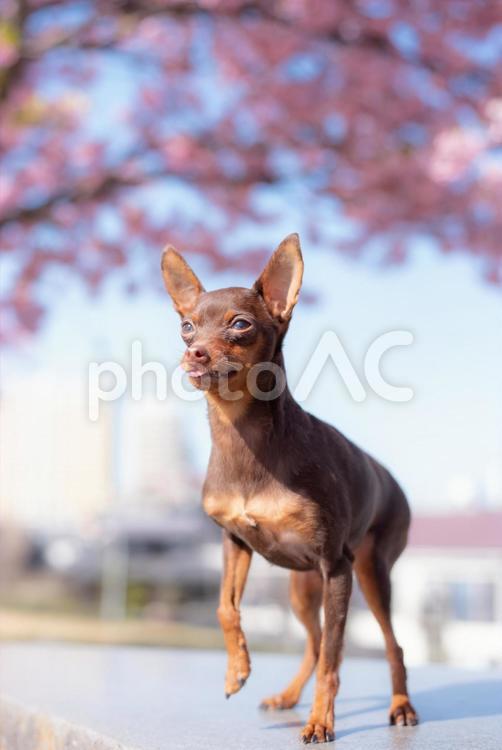 河津桜の前で片足をあげている犬 ミニチュアピンシャー,ミニチュア・ピンシャー,ミニピンの写真素材