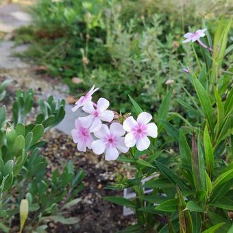 フロックス「オープニングアクト」の咲く姿 フロックス,宿根フロックス,オープニングアクトの写真素材