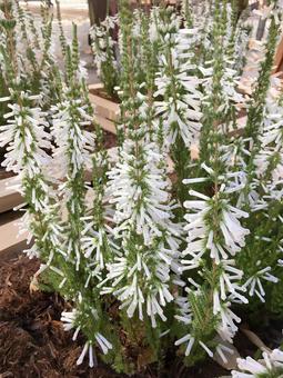 植物　エリカ　ホワイトデライトの写真