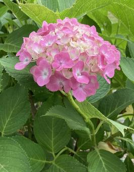 Photo, hydrangea, june, early summer, 