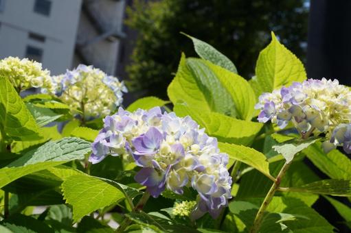 紫陽花 紫陽花の写真
