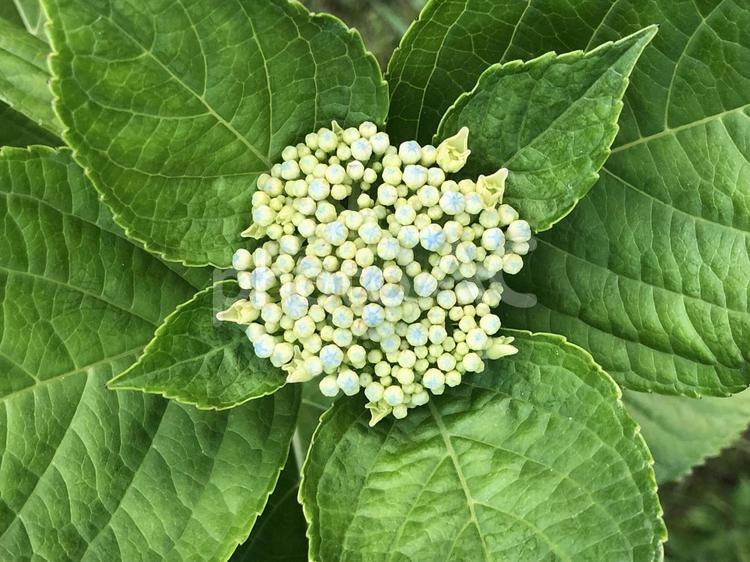 ブーケみたいな紫陽花の蕾 アジサイ,あじさい,つぼみの写真素材