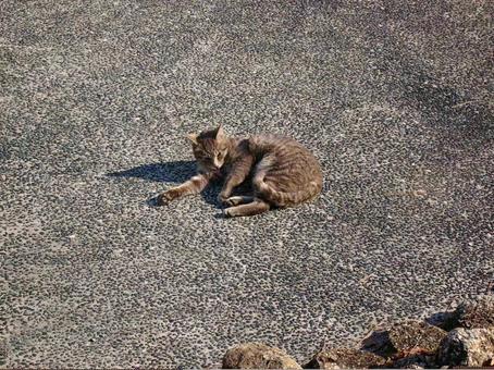猫 サバトラ 猫 サバトラの写真