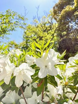 公園のつつじ 公園のつつじの写真