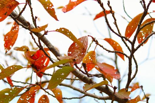 紅葉 紅葉の写真