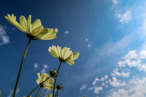 [秋]コスモスの写真