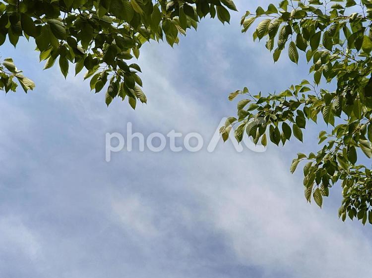美しい緑の季節 初夏,緑,雲の写真素材
