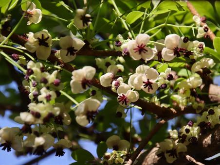 アケビの花 アケビの花 アケビ,白い花,自然の写真素材