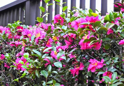 ピンクの花 ピンクの花の写真