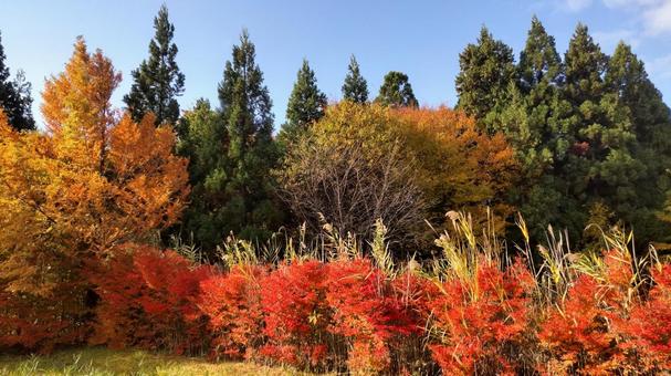紅葉 紅葉,秋,風景の写真素材