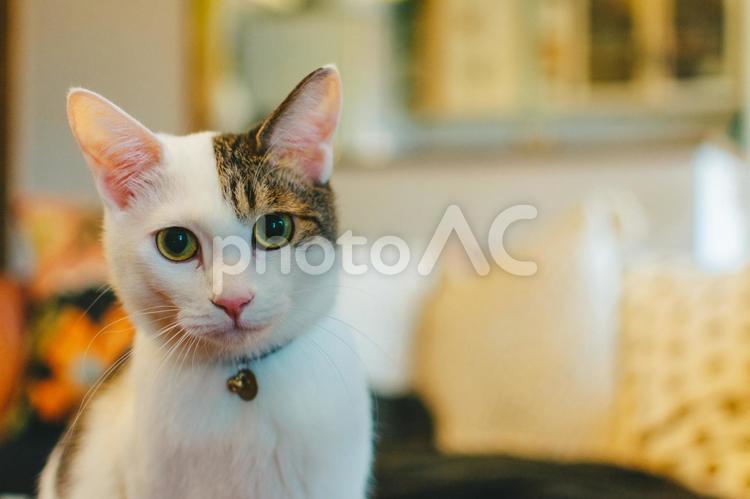 白猫との暮らし 白猫,しろねこ,ペットの写真素材