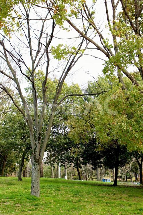 公園の木 木,自然,公園の写真素材