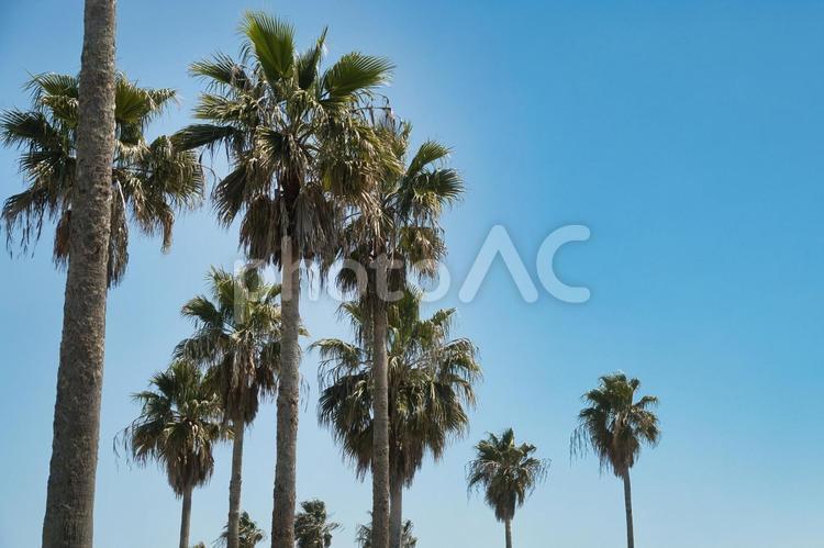 ヤシの木と青空 ヤシの木,木,自然の写真素材