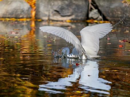 水辺のコサギ コサギ,鳥,野鳥の写真素材