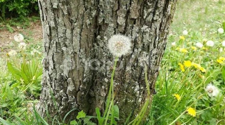 たんぽぽのわたげ 綿毛,花,たんぽぽの写真素材